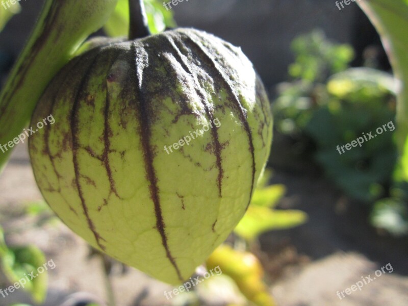 Tomatillo Mexican Husk Tomato Green Tomato Green Growing