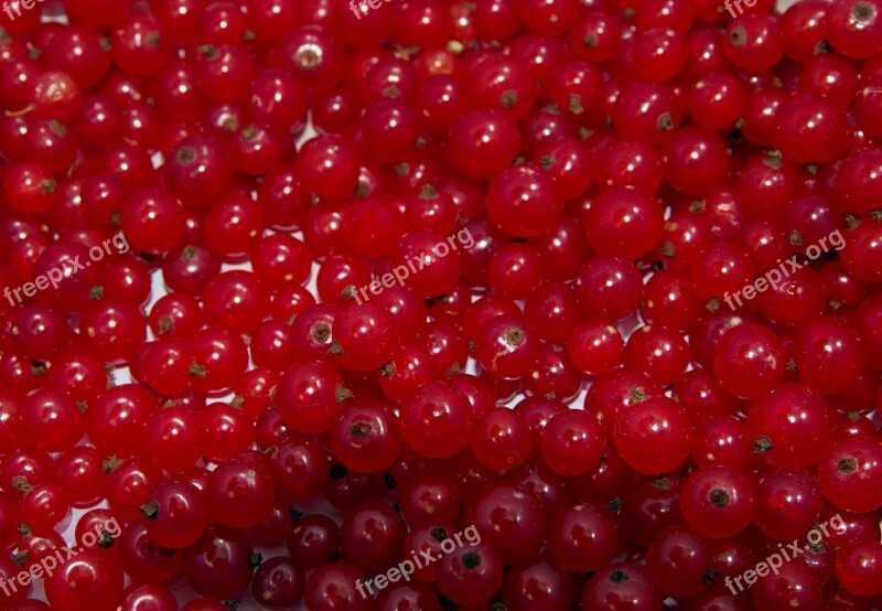 Red Currant Currant Natural Healthy Food