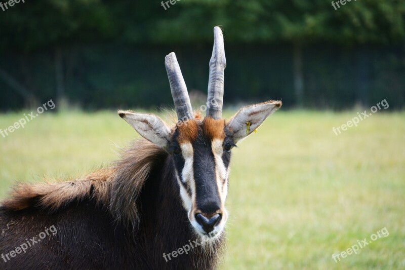 Antelope Roan Antelope Africa Animal Mammal