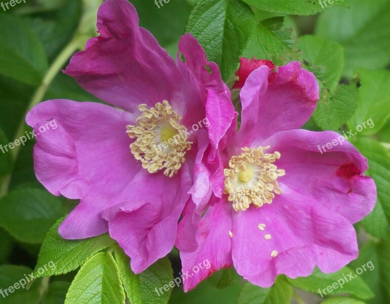 Rugosa Rose Rose Flower Blossom Bloom