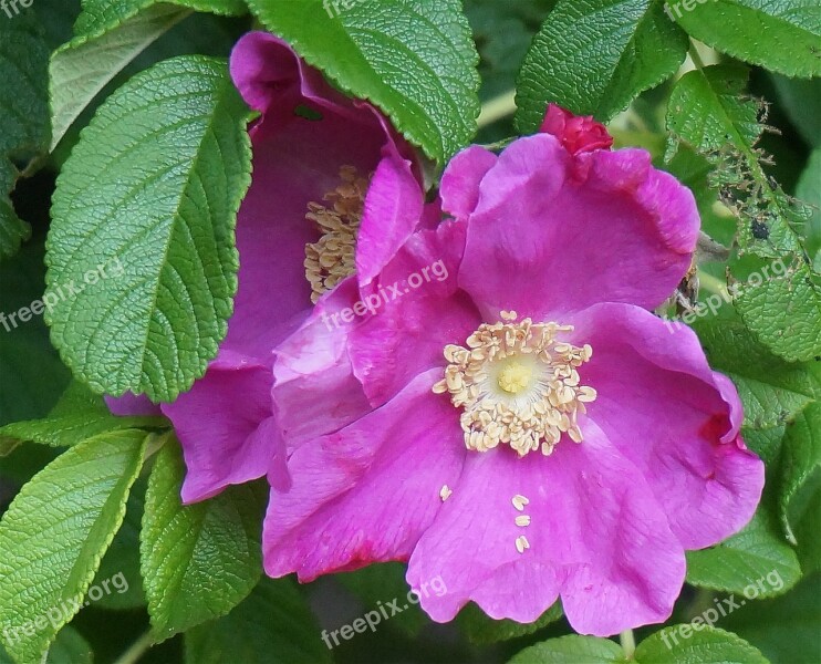 Rugosa Rose Rose Flower Blossom Bloom