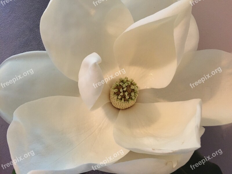 Magnolia Flower Plant Bloom Nature