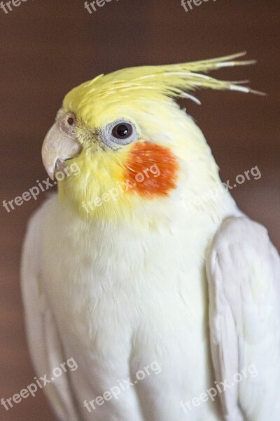 Cockatiel Parakeet Bird Spring Bonnet Free Photos