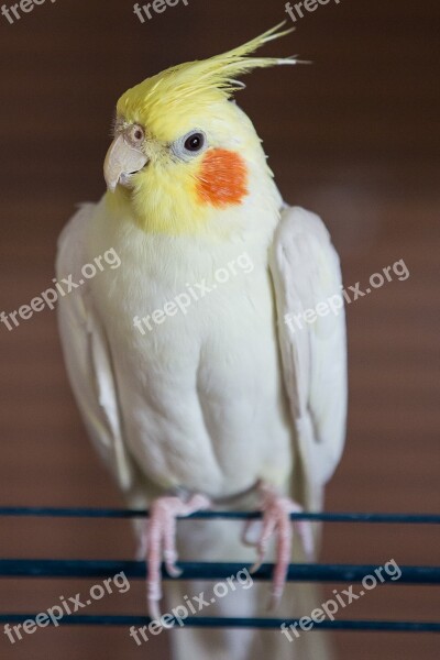 Cockatiel Parakeet Bird Spring Bonnet Free Photos