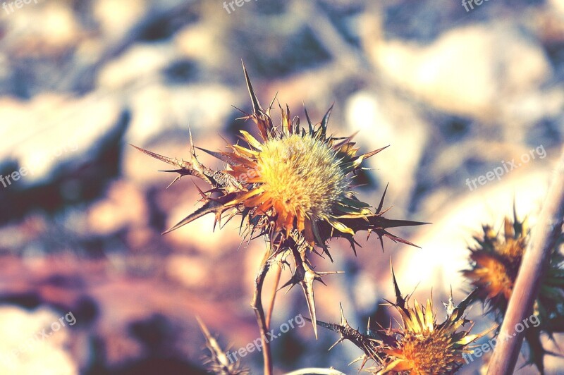 Flower Macro Maquis Sardinia Colors