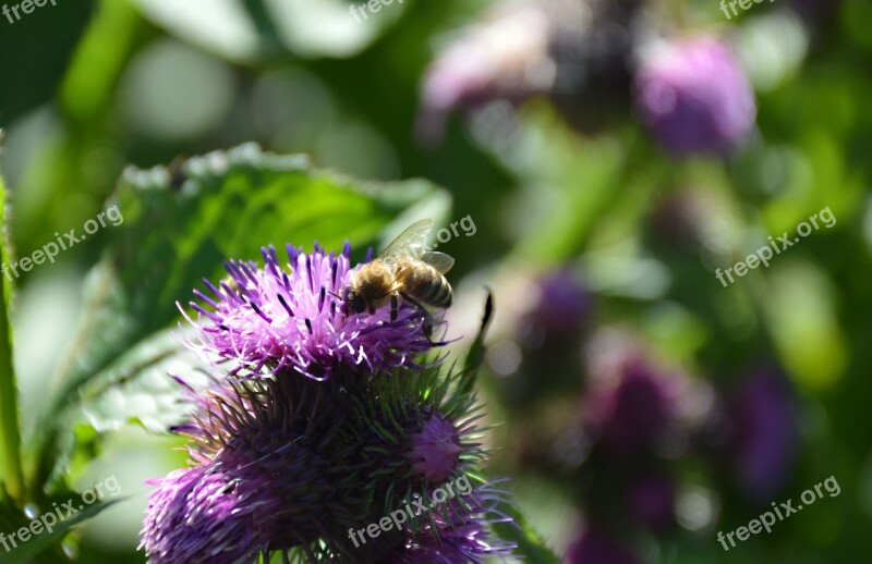 Bee Diestel Close Up Insect Honey