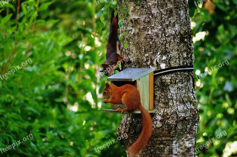 Squirrel Nager Cute Nature Rodent