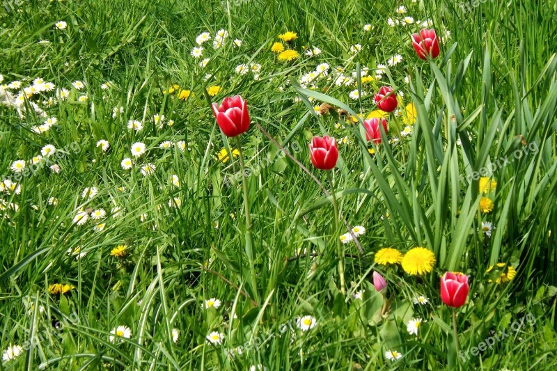 Spring Meadow Meadow Tulips Spring Wildflowers