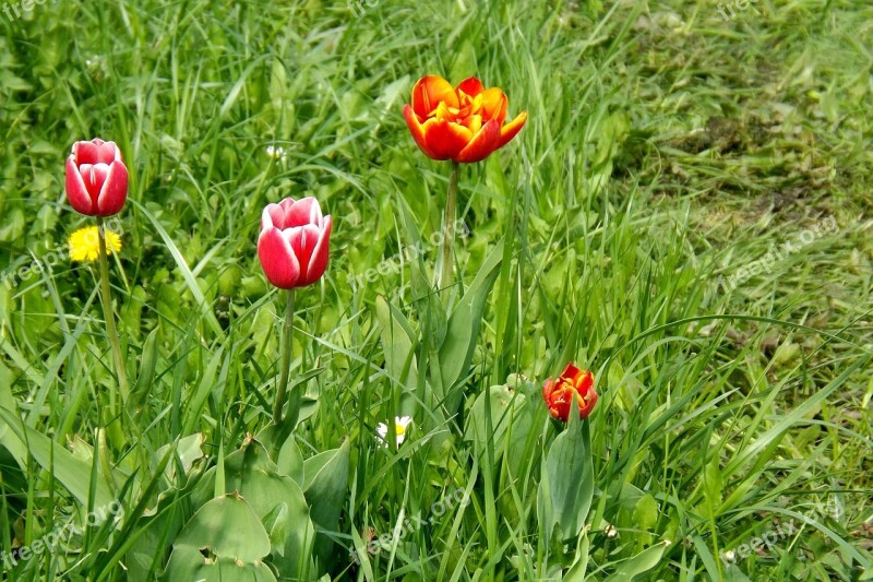 Spring Meadow Tulips Spring Bloom Meadow