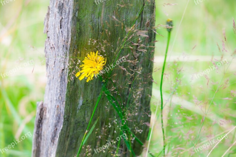 Dandelion Fence Pile Fence Post Blossom