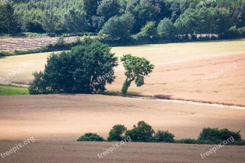 Light Shadow Trees Fields Away