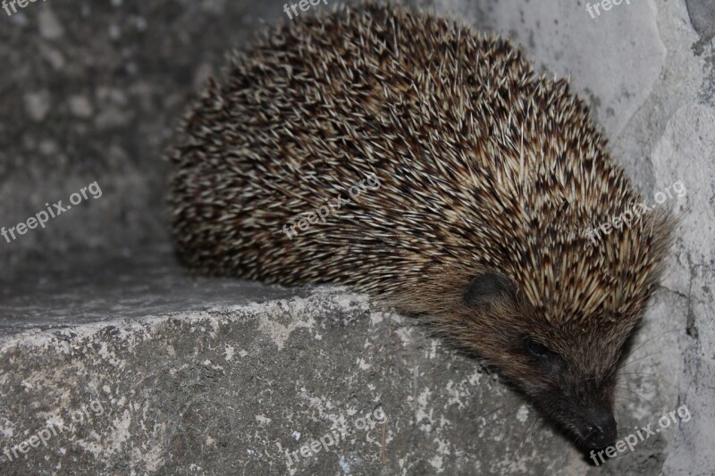 Hedgehog Animal Spines Wild Free Photos