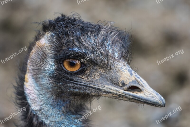 Emu Flightless Bird Large Emu Close Up Animal