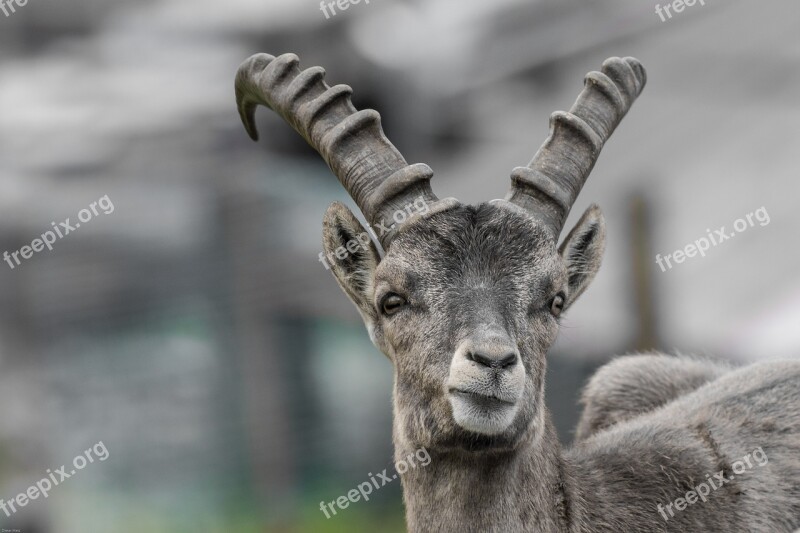 Capricorn Young Animal Horns Alpine Alpine Ibex