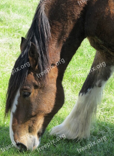 Clydesdale Horse Grazing Farm Purebred