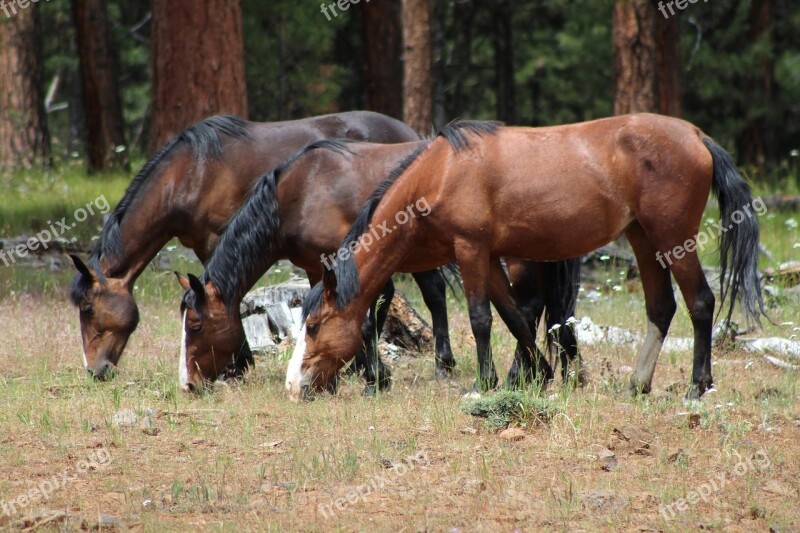 Feral Horses Wild Grazing Panorama Landscape