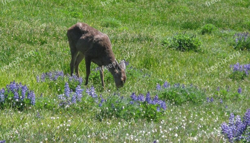 Blacktail Deer Meadow Wildlife Nature Young