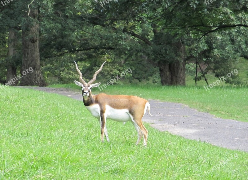 Blackbuck Indian Antelope Looking Wildlife Nature