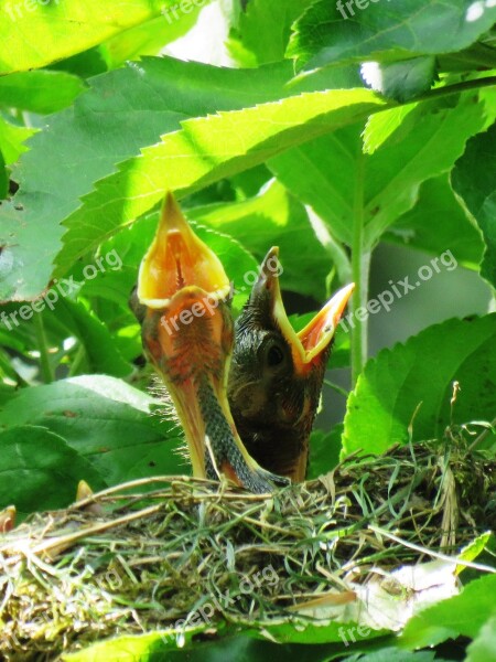 Nest Blackbird Bird's Nest Bird Young Young Birds