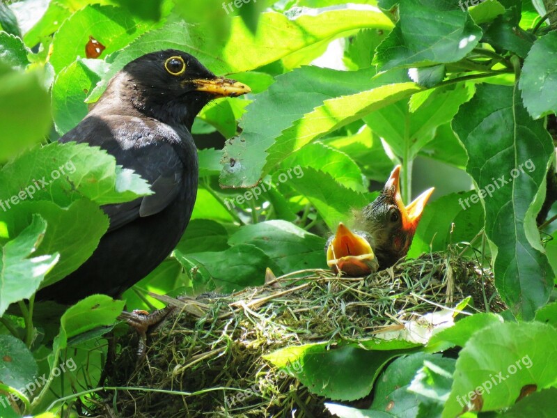 Blackbird Nest Bird's Nest Bird Young Bill