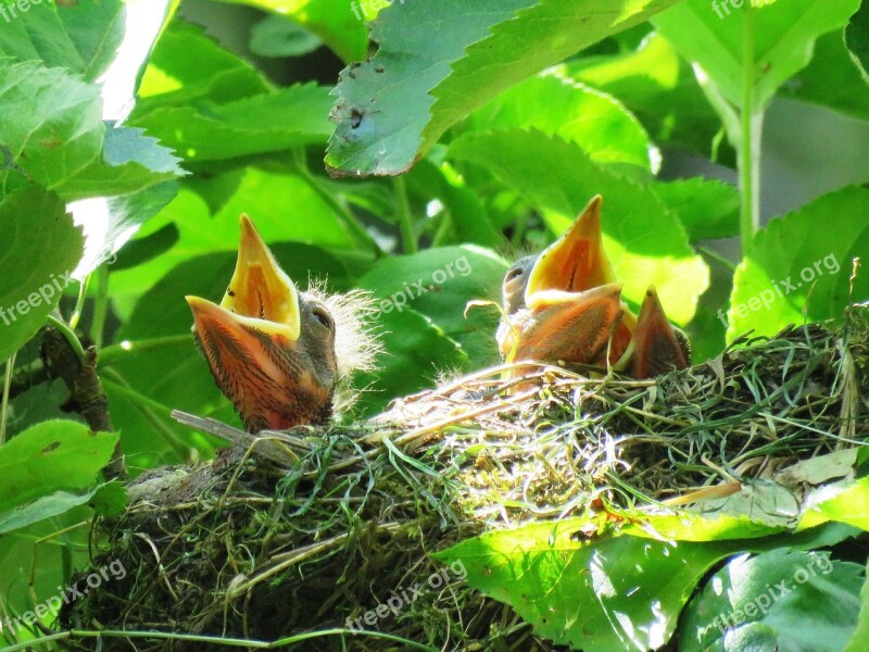 Blackbird Nest Blackbird Nest Bird's Nest Bird Young