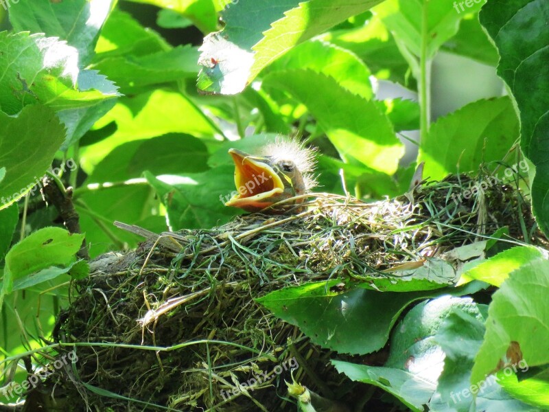 Blackbird Young Bird's Nest Nest Hunger