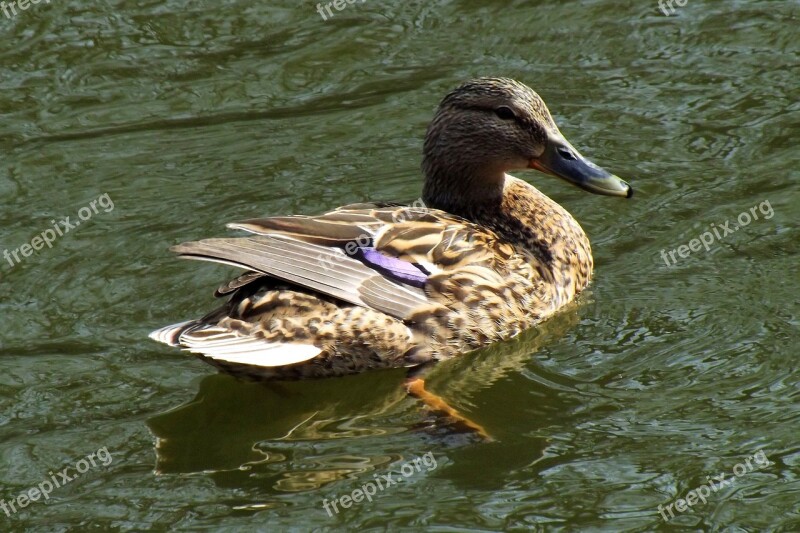 Duck Mallards Water Water Bird Nature