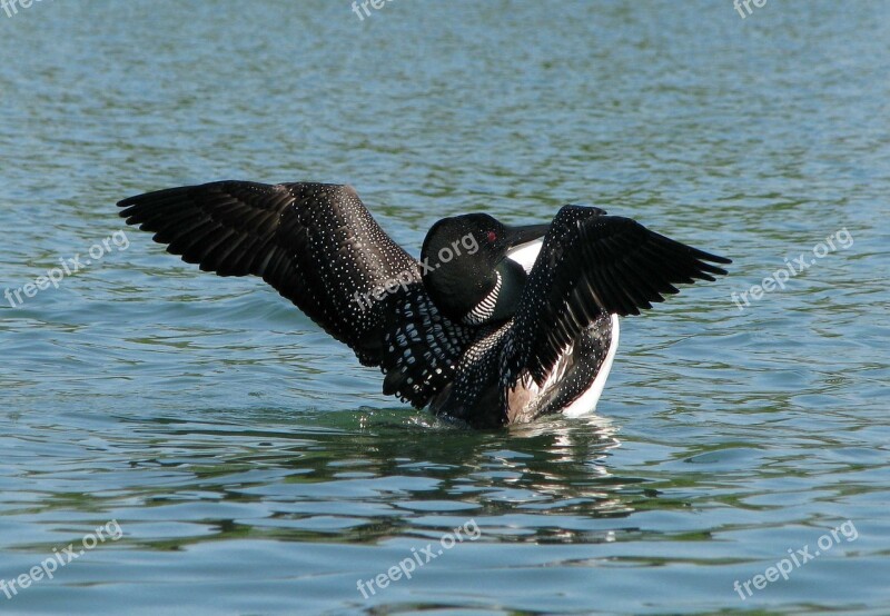 Common Loon Great Norther Diver Gavia Immer Deer Rock Lake Ontario