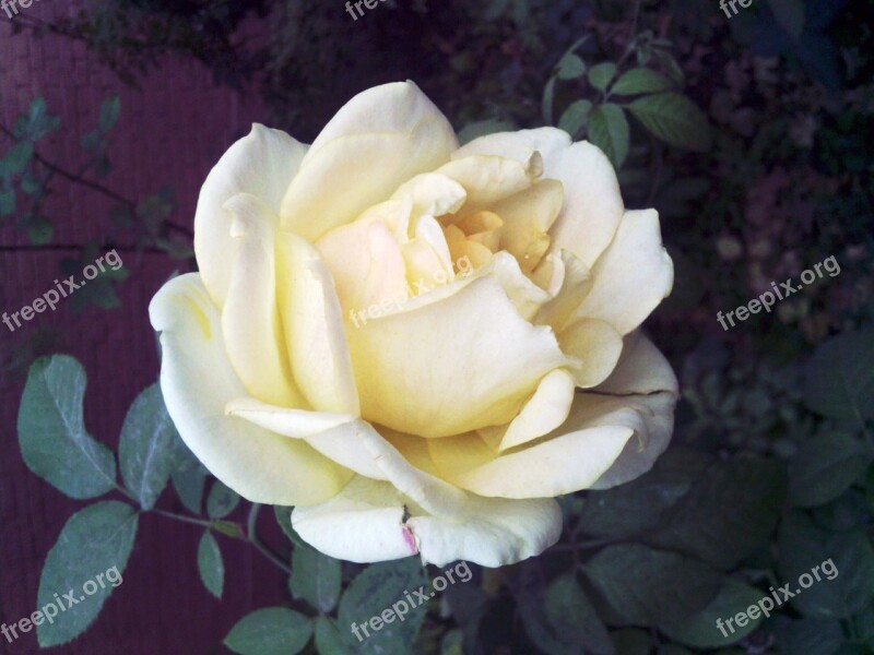 Flower Rose Light Yellow Free Photos