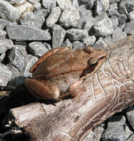 Wood Frog Lithobates Sylvaticus Most Northern Frog Moneymore Ontario