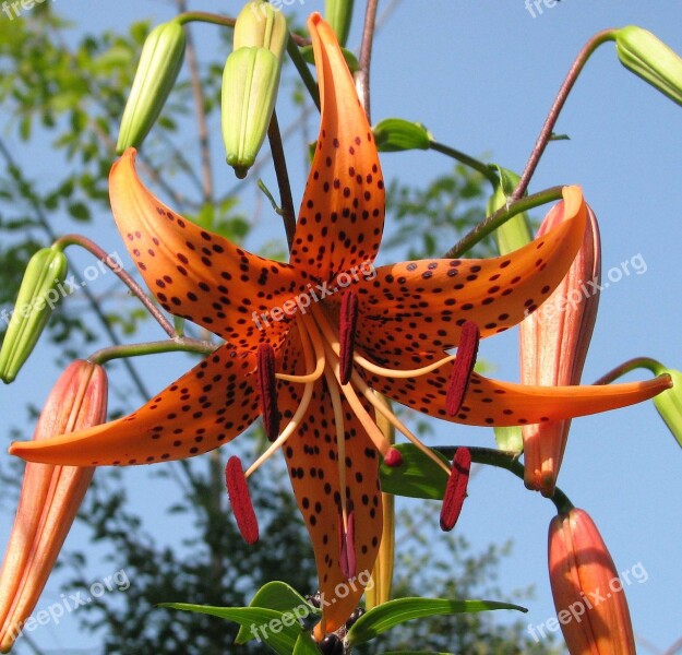 American Tiger Lily Turban Lily Swamp Lily Lily Royal Lilium Superbum