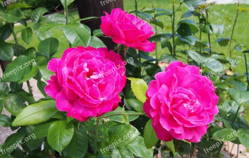 Flower Pink Pink Flowers Rosebush Red