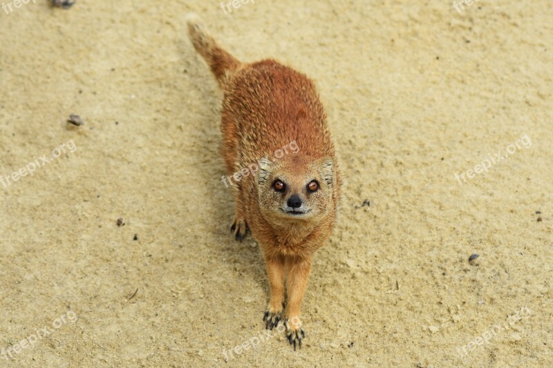 Yellow Mongoose Animal Mongoose Wild Africa