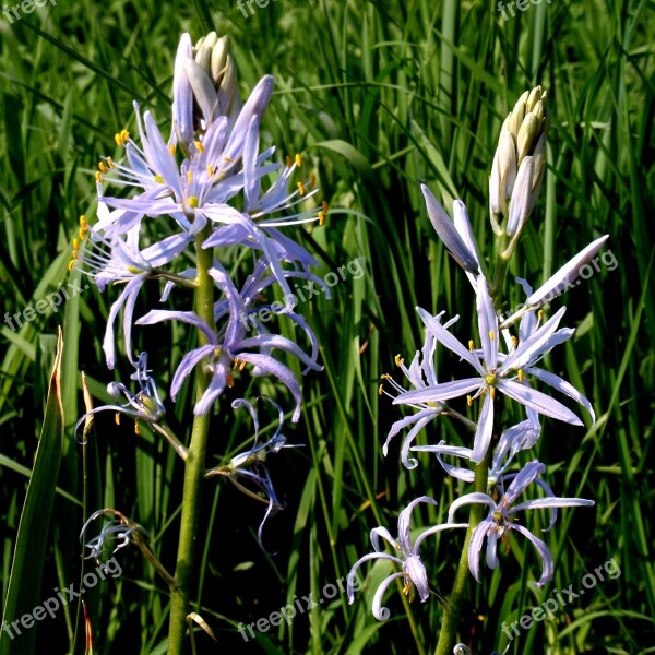 Chionodoxa Luciliae Pointed Flower Blossom Bloom Close Up