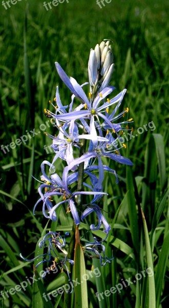 Chionodoxa Luciliae Pointed Flower Blossom Bloom Close Up