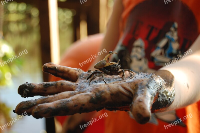 Crab Mangue Hand A Claw Free Photos