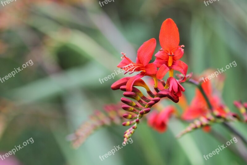 Montbretia Garden Montbretia Crocosmia × Crocosmiiflora Schwertliliengewaechs Blossom