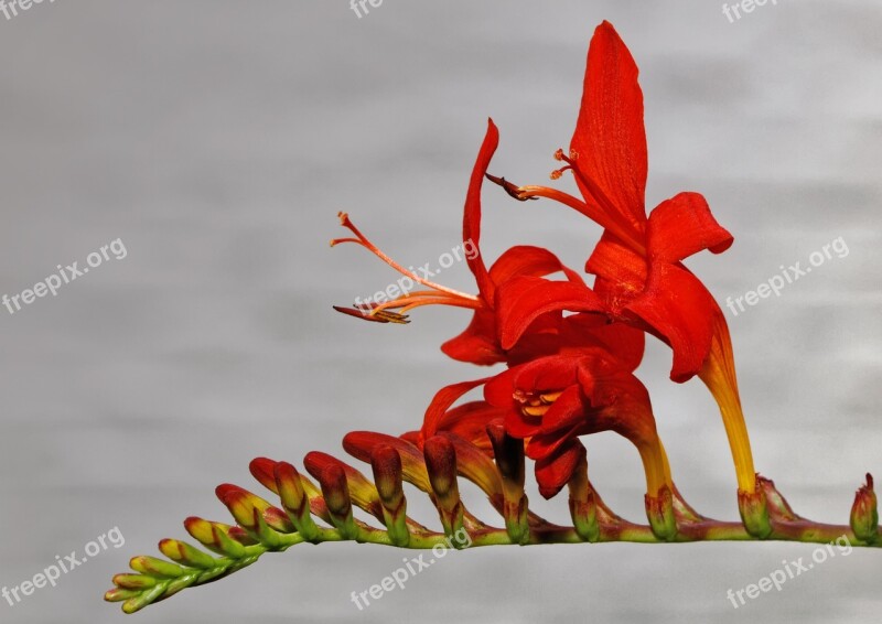 Montbretia Garden Montbretia Crocosmia × Crocosmiiflora Schwertliliengewaechs Blossom