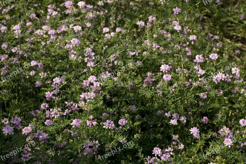 Nature Natural Purple Color Growth