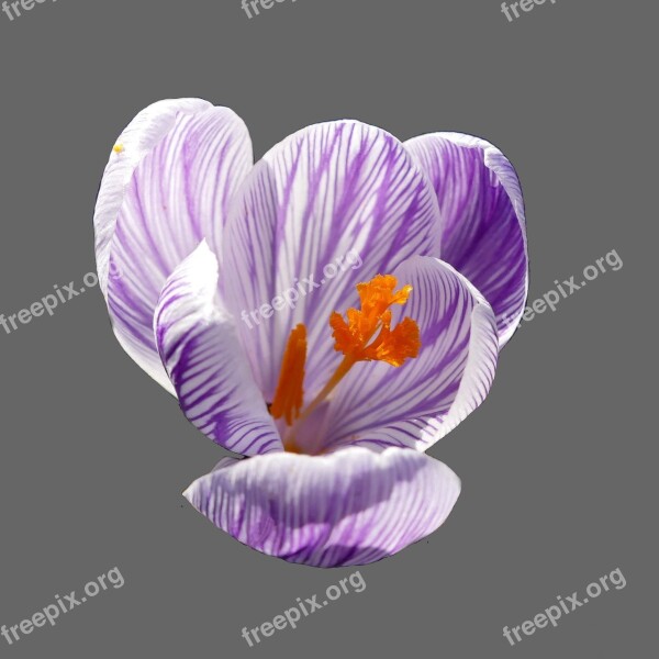 Crocus Blossom Bloom Purple Violet