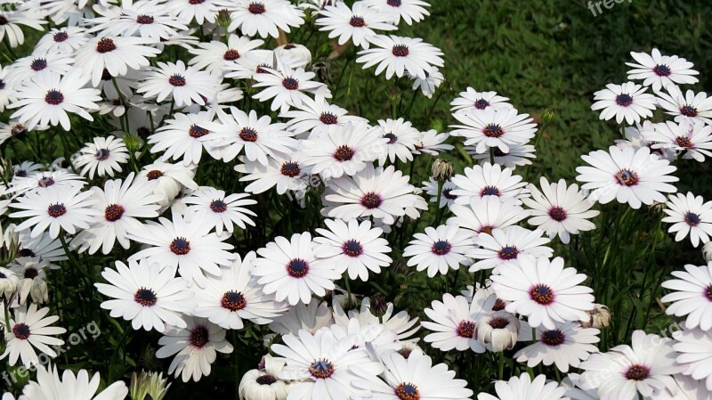 African Daisy Pyrethrum Flower White Floral