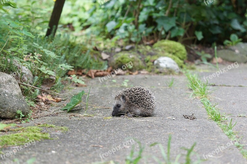 Grass Garden Hedgehog Young Animal Little Hedgehog