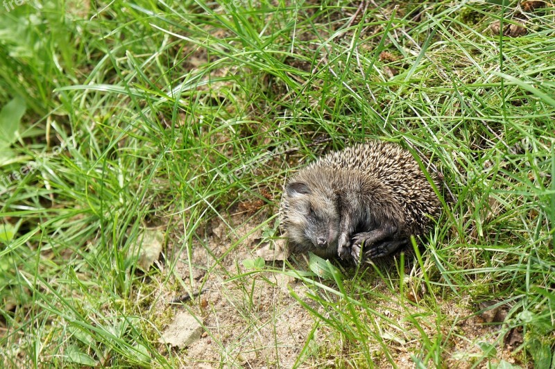 Grass Garden Hedgehog Young Animal Little Hedgehog