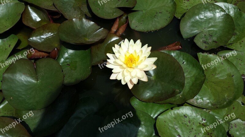 Water Lily Leaves Green Flourished Leaf