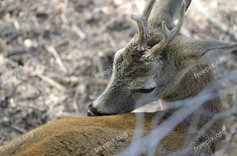 Roe Deer Hirsch Antler Fallow Deer Scheu