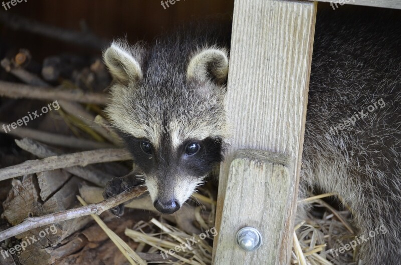 Raccoon Face Sweet Furry Eyes