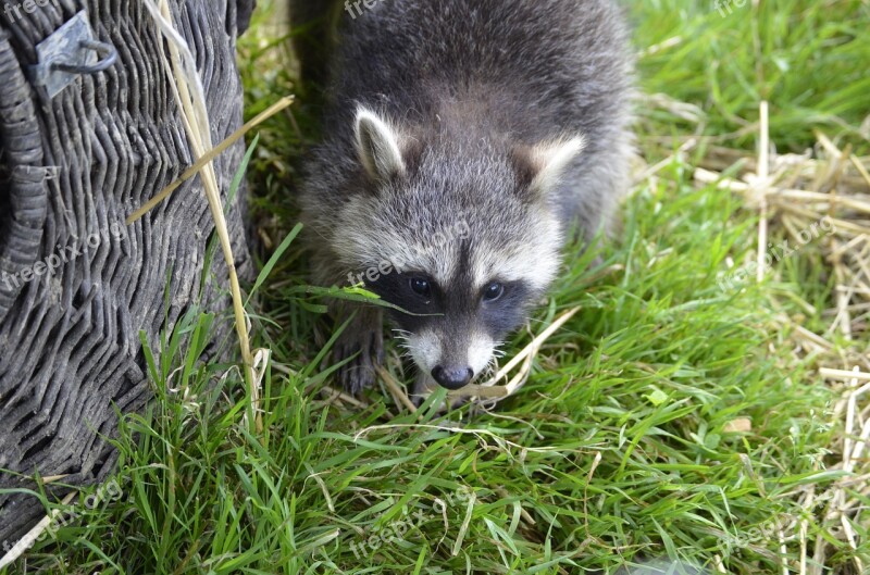 Raccoon Face Sweet Furry Eyes