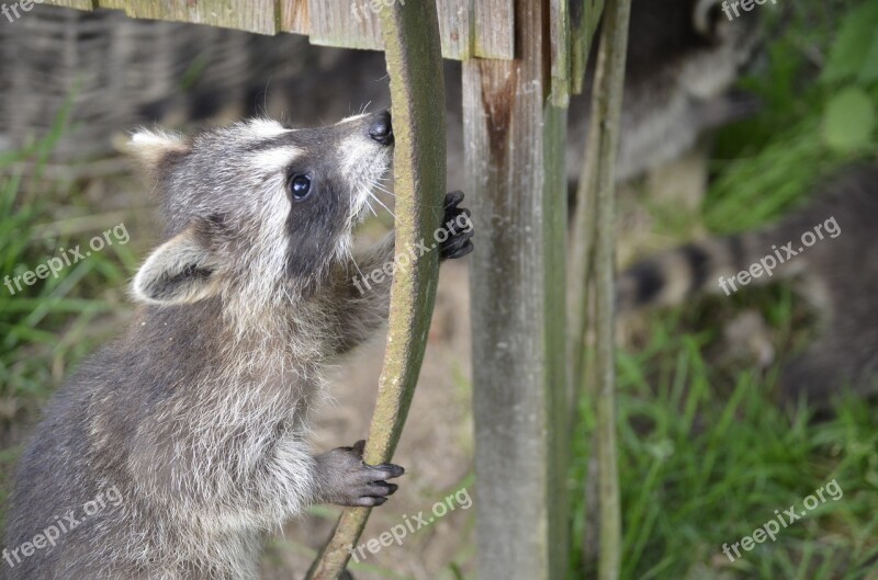 Raccoon Face Sweet Furry Eyes