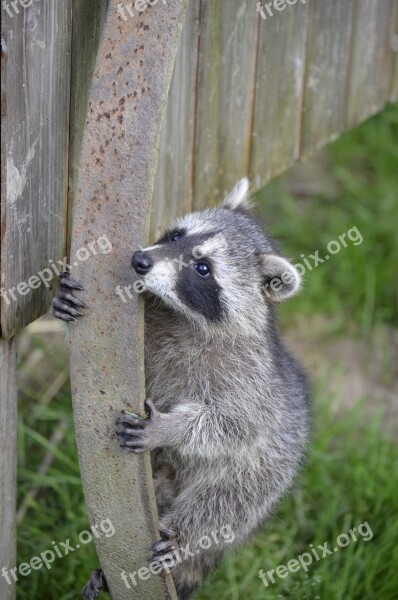 Raccoon Face Sweet Furry Eyes