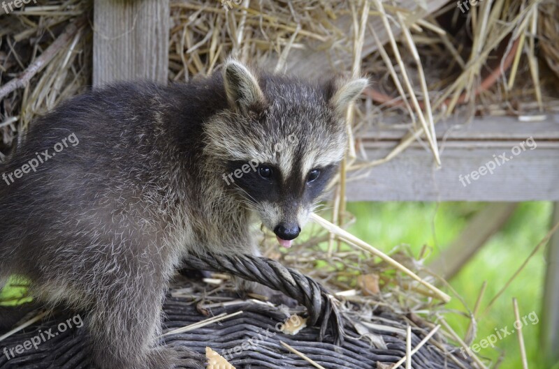 Raccoon Face Sweet Furry Eyes